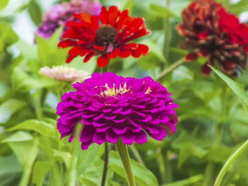 Zinnien Pflege