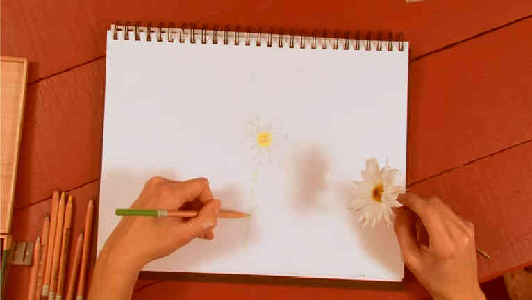 Gewusst wie: zeichnen Sie Gänseblümchen mit einem Buntstift