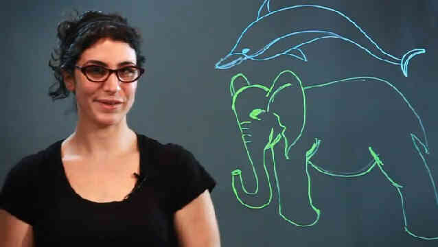  Wie ein Delfin und ein Elefant zeichnen