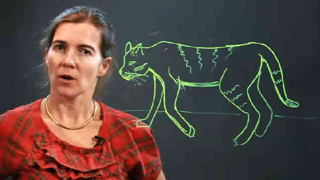  Wie Wildkatzen zu zeichnen