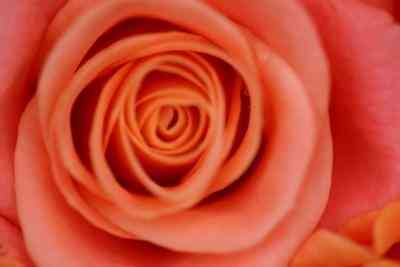 Wie zu Zeichnen eine Rose Mit Pastell