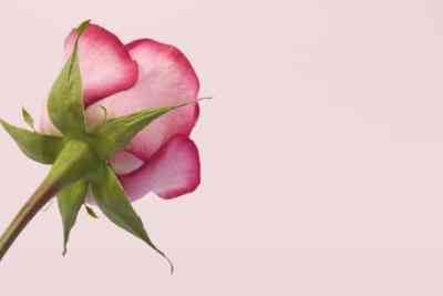 Wie zu Zeichnen eine Rose Mit Pastell
