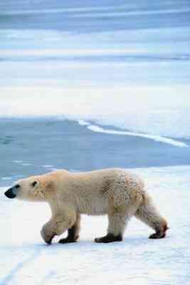 How to Draw a Polar Bear