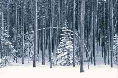 Wie zu Malen Schnee auf den Bäumen