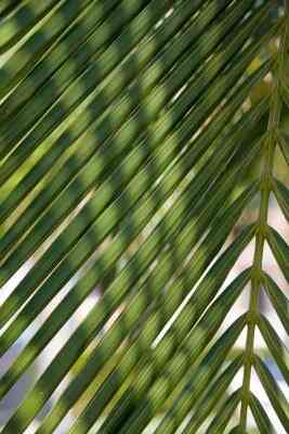 Wie zu Zeichnen, ein Palm-Leaf