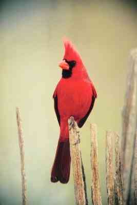 Wie zu Zeichnen eine Rote Kardinal Vogel