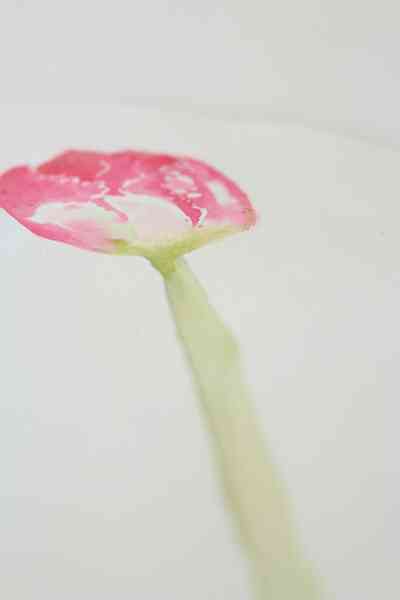 Wie zu Malen eine Tulpe in Aquarell