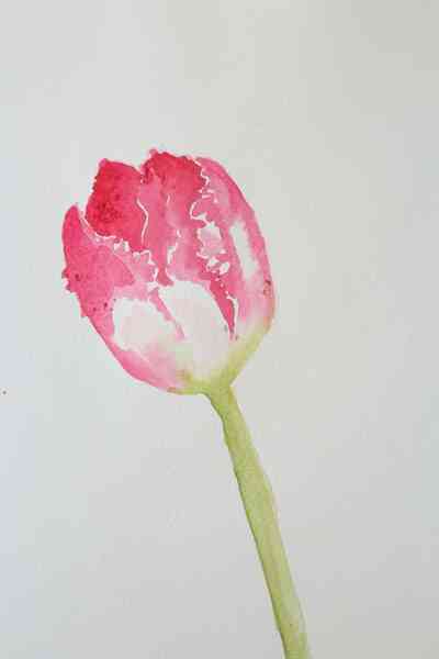 Wie zu Malen eine Tulpe in Aquarell