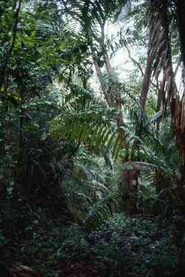  Wie erstelle ich eine Dschungel-Szene