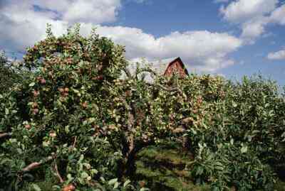  Apple Orchard Slogan Ideen
