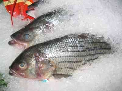  Eis-Display-Ideen für frischen Fisch