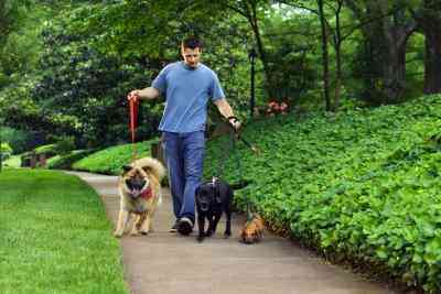 Wie zu Werben, für einen Hund, Walking-Pet-Sitzung Geschäft