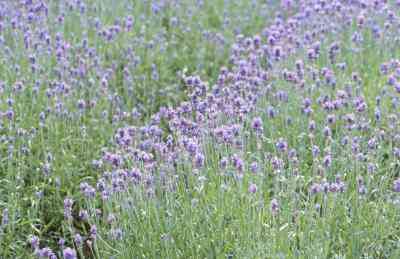 Lavendel Farming Grants