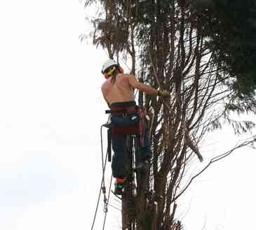  Gehalt von einem Baumpfleger