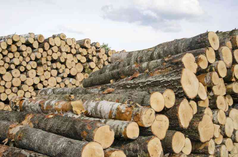 Verkaufen die Bäume für Bauholz