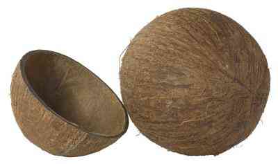 Wie erstelle ich Tassen aus Kokosnuss-Schalen
