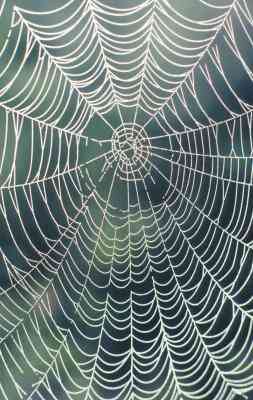 Wie man einen Draht-Spinnennetz