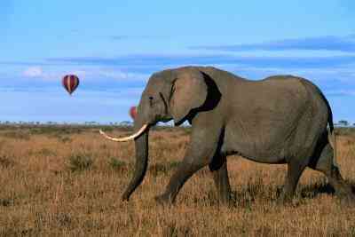 Wie erstelle ich ein Elephant Tusk