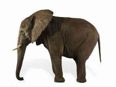 Wie erstelle ich ein Pfeifenreiniger Elefant
