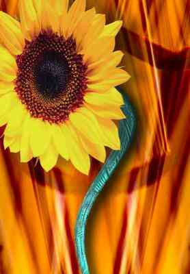 Wie man Stoff Sonnenblumen