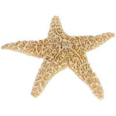 Gewusst wie: Starfish bleichen