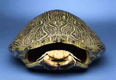 Wie man einem Schildkrötenpanzer Polnisch