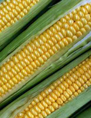 Corn-Cob-Handwerk