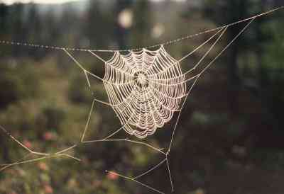 Wie man eine Hausgemachte Spider Web