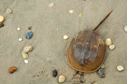 Wie zu Erhalten eine Tote Horseshoe Crab