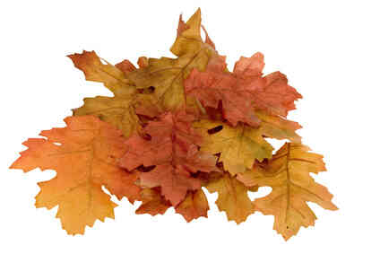 Wie Trockene Blätter Fallen zu Halten Hellen Farbe