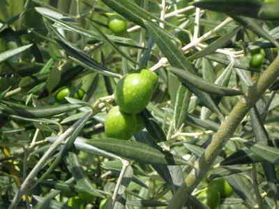 Wie zu olivgrün grün malen