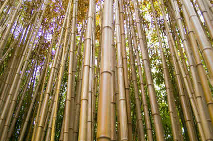 Wie man Bambus-Bildschirme