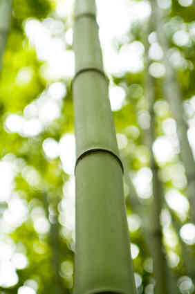 Dinge zu Machen, Mit Bambus