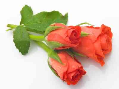 Gewusst wie: Speichern & erhalten eine frisch geschnittene Rose