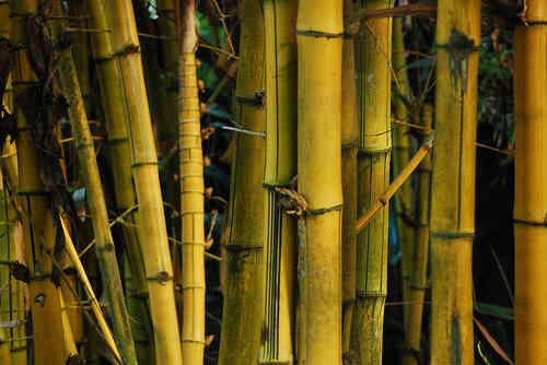 Werkzeuge zum Arbeiten mit Bambus