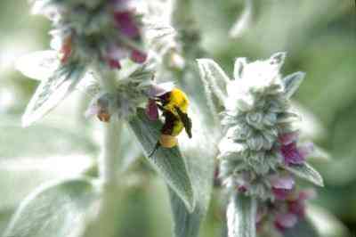 Arten von Bienen & Hornissen in Southern California