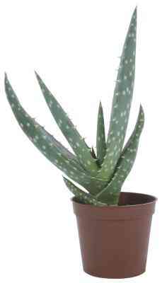 Aloe Vera wissenschaftliche Experimente