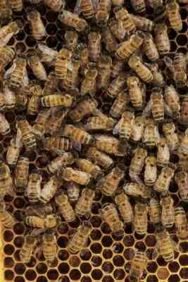 Experimente für Kinder Über Bienen