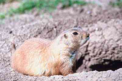 Animal Anpassungen für die Gemäßigten Grasland