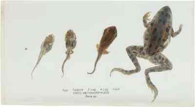 Frosch-Science-Projekte