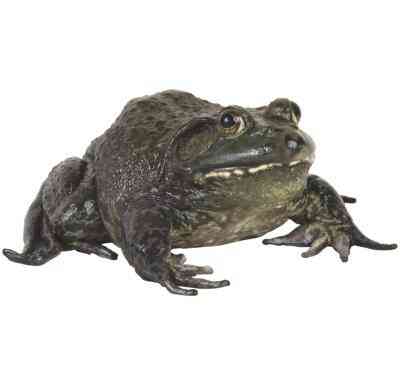 Frosch-Science-Projekte