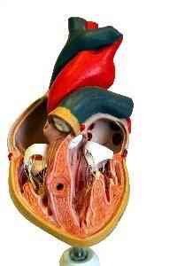 Schulprojekte auf das Herz