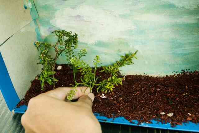 Creative Biome-Kunst-Projekt-Ideen
