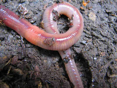 Worm-Aktivitäten für Kindergarten