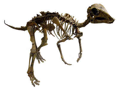 Wissenschaft Projekte, Ideen, Dinosaurier