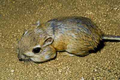 Tiere der Wüsten Biome