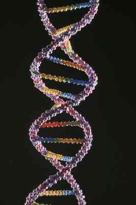  Was Ist die Funktion des Projektträgers in der DNA-Transkription?