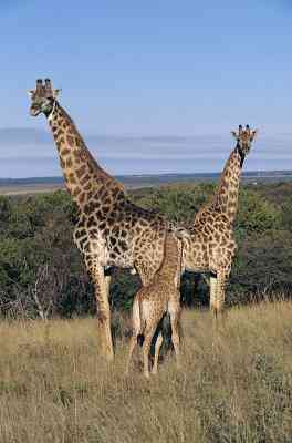 Fakten Über das Baby-Giraffen