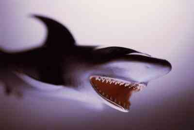  Was Hast Megalodons Essen Neben Wale?