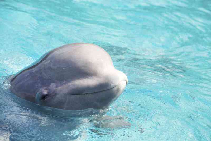 Fun Facts für Kinder Über Beluga-Wale